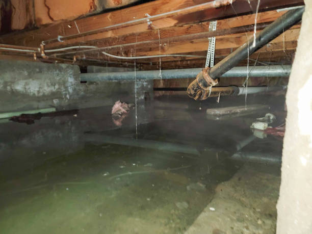 Best Professional water damage repair  in Bellevue, WA